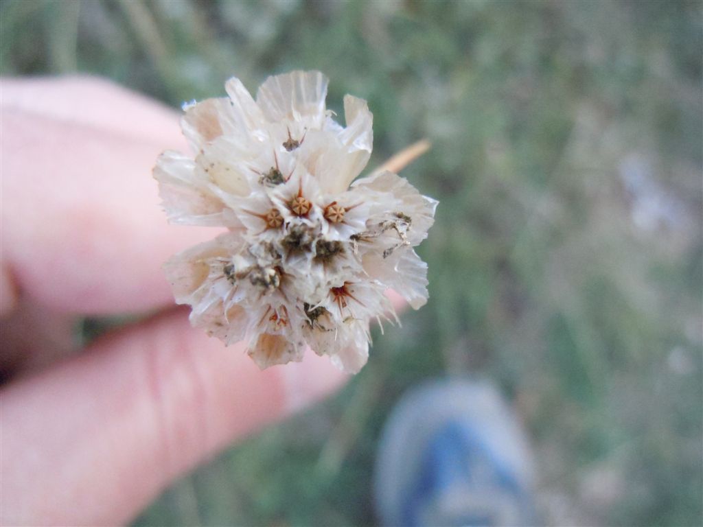 Armeria canescens / Spillone biancastro